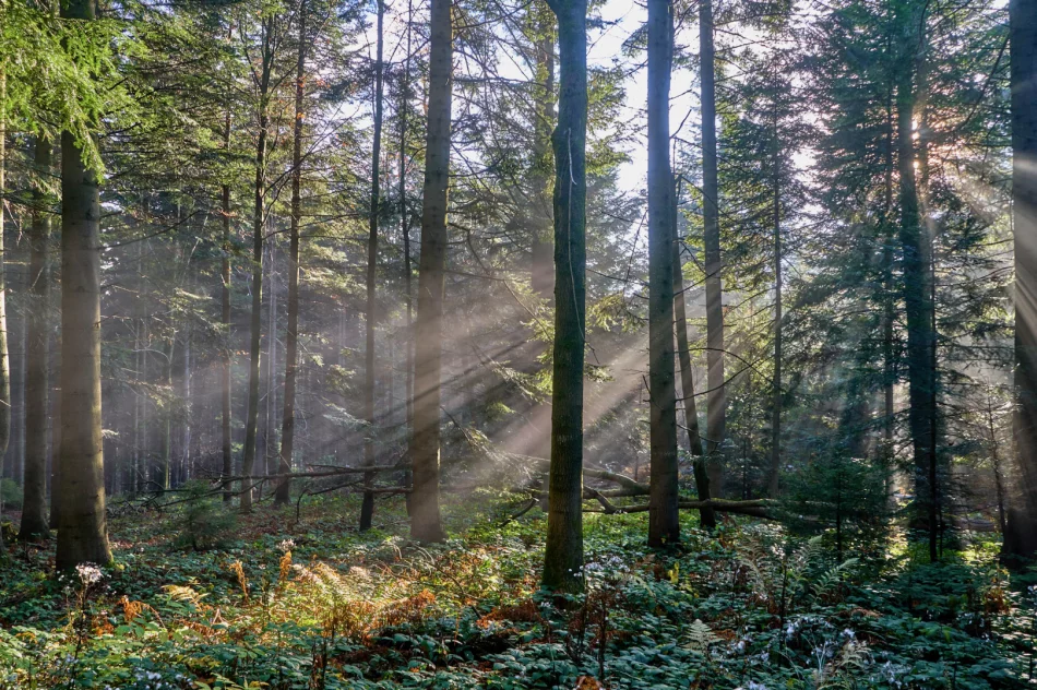 Gdy w dolinie mgły - zdjęcie 5