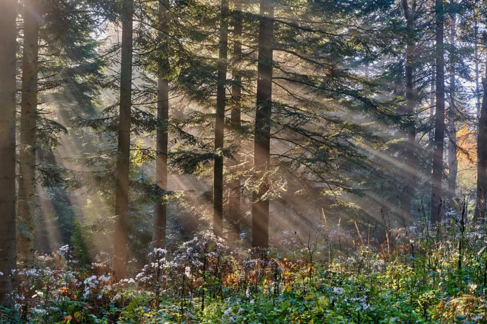 Gdy w dolinie mgły - zdjęcie 6