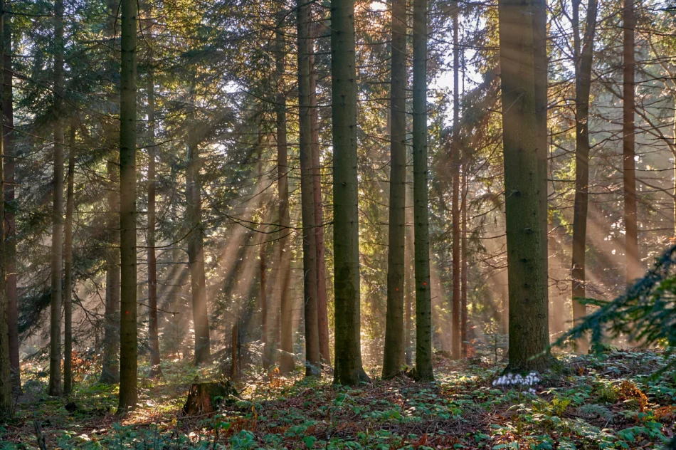 Gdy w dolinie mgły - zdjęcie 7