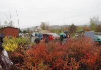 Miododajne rośliny trafiły do samorządów - trwa akcja nasadzeń - zdjęcie główne