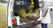 Miododajne rośliny trafiły do samorządów - trwa akcja nasadzeń - zdjęcie 5