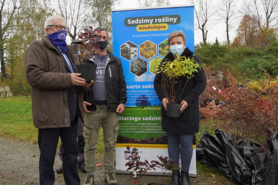 Miododajne rośliny trafiły do samorządów - trwa akcja nasadzeń - zdjęcie 7