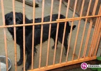 Bezpańskie czworonogi czekają na nowych właścicieli - zdjęcie główne