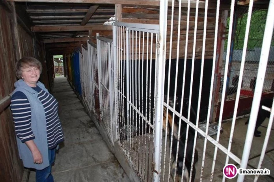 Bezpańskie czworonogi czekają na nowych właścicieli - zdjęcie 2