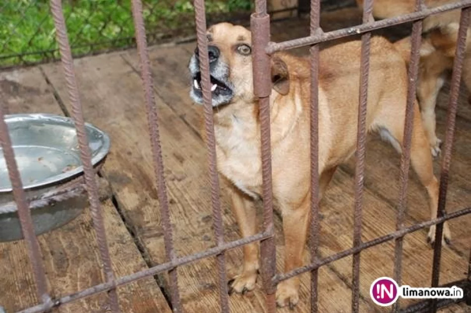 Bezpańskie czworonogi czekają na nowych właścicieli - zdjęcie 3