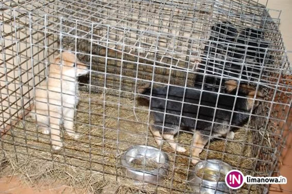 Bezpańskie czworonogi czekają na nowych właścicieli - zdjęcie 4