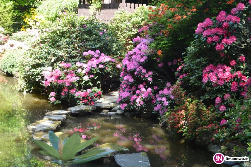 Rododendrony, azalie i ogrody japońskie.... - zdjęcie 4