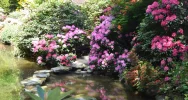 Rododendrony, azalie i ogrody japońskie.... - zdjęcie 4