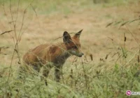 Boją się, że lisy mogą stać się wściekłe - zdjęcie główne