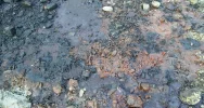 Lepka ciecz nad rzeką - ktoś wypalał m.in. przewody - zdjęcie 2