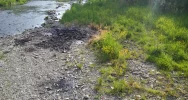 Lepka ciecz nad rzeką - ktoś wypalał m.in. przewody - zdjęcie 3