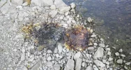 Lepka ciecz nad rzeką - ktoś wypalał m.in. przewody - zdjęcie 4
