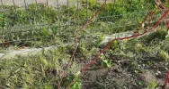 Ponad 250 krzewów przy gminnych szkołach i świetlicach wiejskich w ramach projektu LOT - zdjęcie 4