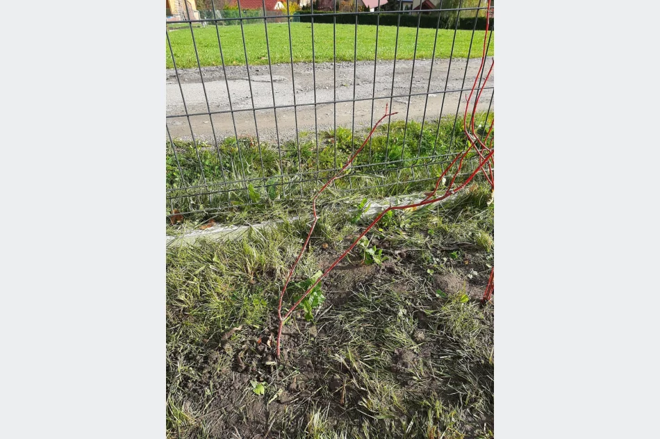 Ponad 250 krzewów przy gminnych szkołach i świetlicach wiejskich w ramach projektu LOT - zdjęcie 4