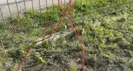 Ponad 250 krzewów przy gminnych szkołach i świetlicach wiejskich w ramach projektu LOT - zdjęcie 5