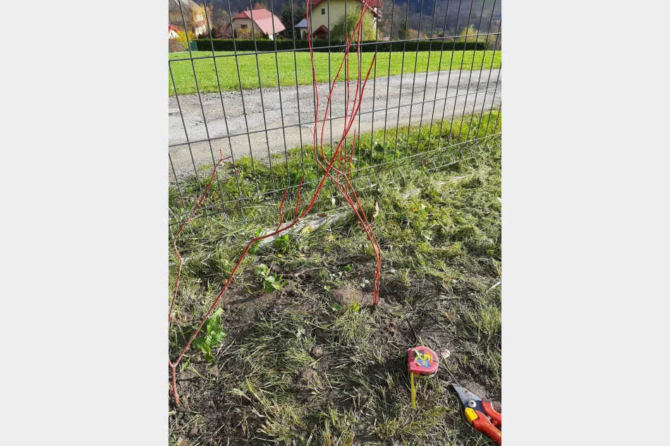 Ponad 250 krzewów przy gminnych szkołach i świetlicach wiejskich w ramach projektu LOT - zdjęcie 5