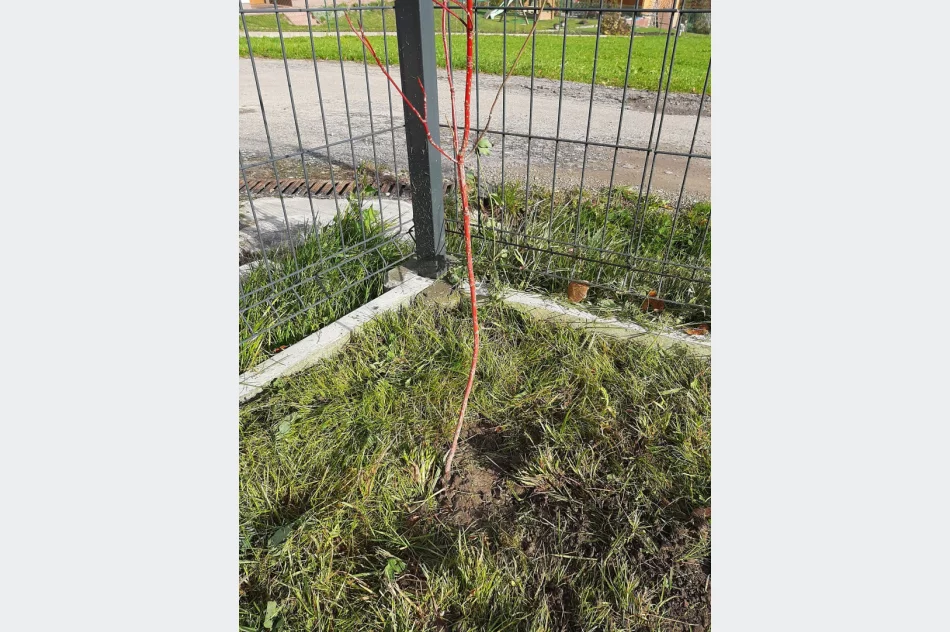 Ponad 250 krzewów przy gminnych szkołach i świetlicach wiejskich w ramach projektu LOT - zdjęcie 6