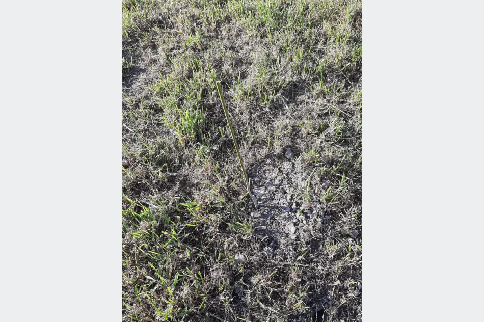 Ponad 250 krzewów przy gminnych szkołach i świetlicach wiejskich w ramach projektu LOT - zdjęcie 7