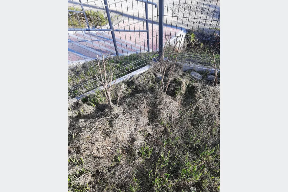 Ponad 250 krzewów przy gminnych szkołach i świetlicach wiejskich w ramach projektu LOT - zdjęcie 10