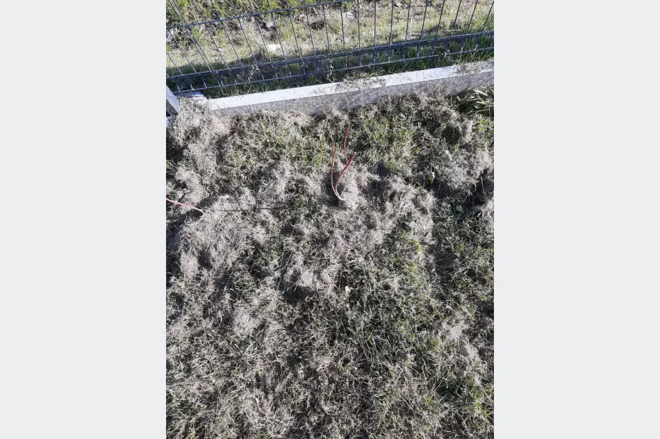 Ponad 250 krzewów przy gminnych szkołach i świetlicach wiejskich w ramach projektu LOT - zdjęcie 11