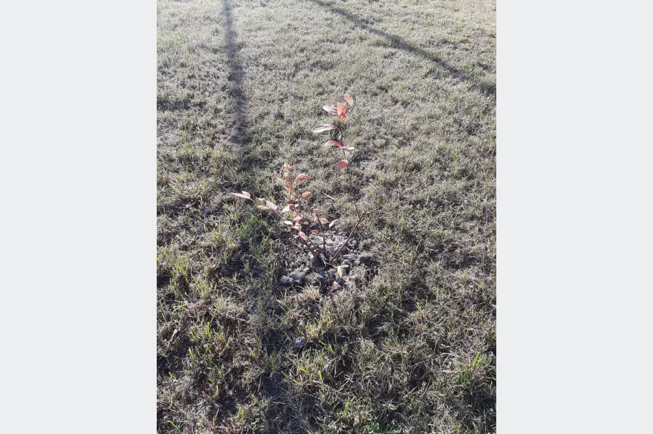 Ponad 250 krzewów przy gminnych szkołach i świetlicach wiejskich w ramach projektu LOT - zdjęcie 12