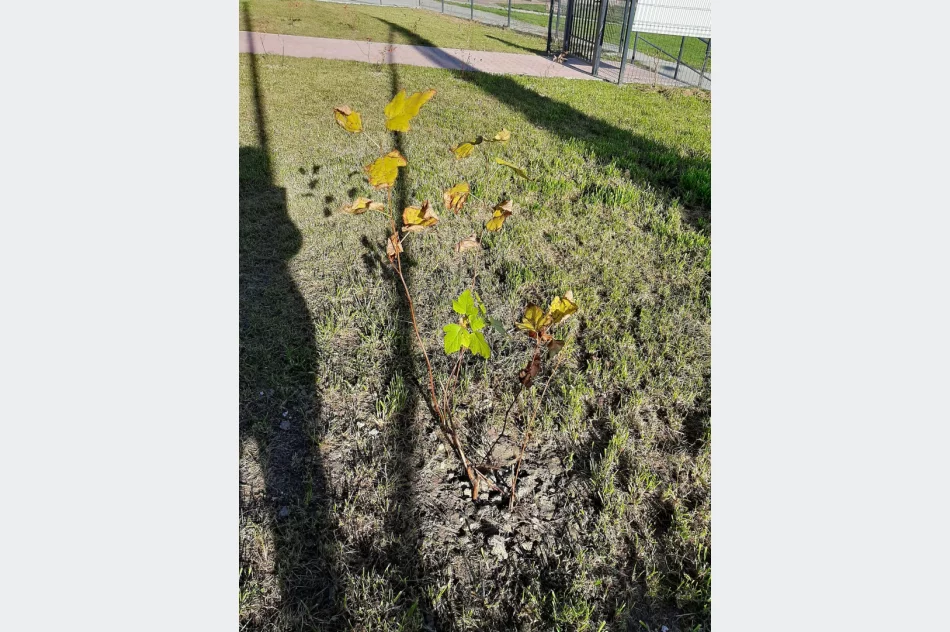 Ponad 250 krzewów przy gminnych szkołach i świetlicach wiejskich w ramach projektu LOT - zdjęcie 13