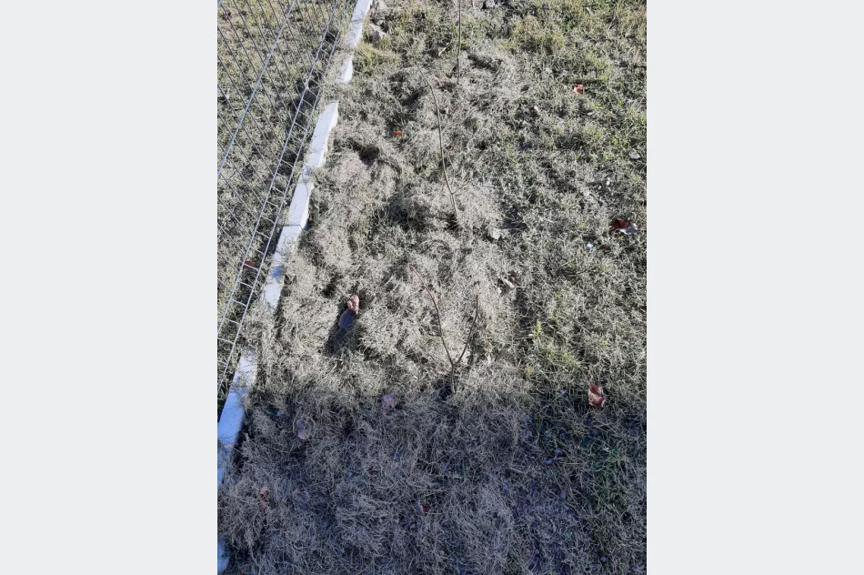 Ponad 250 krzewów przy gminnych szkołach i świetlicach wiejskich w ramach projektu LOT - zdjęcie 14