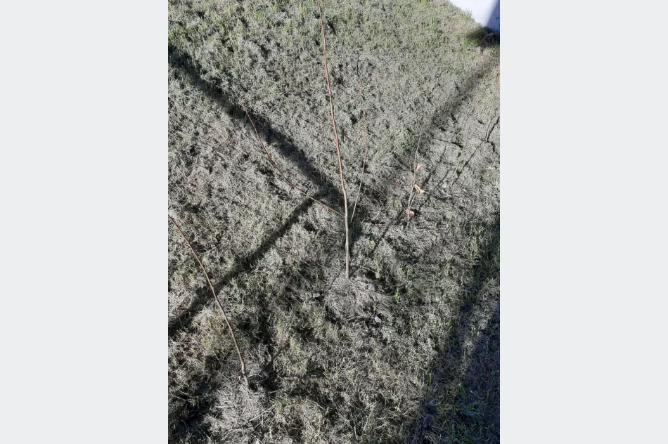 Ponad 250 krzewów przy gminnych szkołach i świetlicach wiejskich w ramach projektu LOT - zdjęcie 15