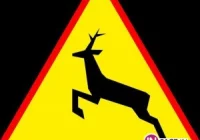 Sarny sieją postrach na drogach - zdjęcie główne