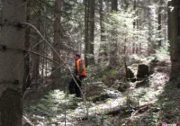 Bobrów aż 400, pojawiły się jenoty i szopy pracze - zdjęcie główne