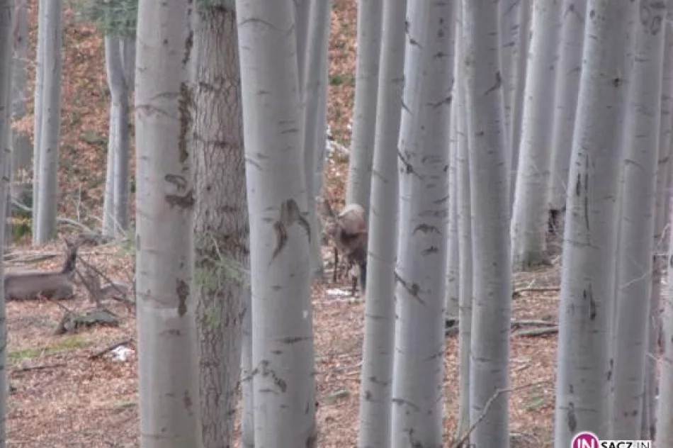 Bobrów aż 400, pojawiły się jenoty i szopy pracze - zdjęcie 3