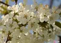 Sadownicy wychodzą na prostą - zdjęcie główne