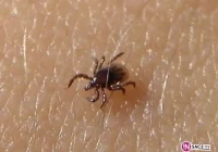 Uwaga! Prawdziwa plaga kleszczy! - zdjęcie główne