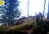 Kotka z młodym przywędrowała na teren GPN - zdjęcie główne