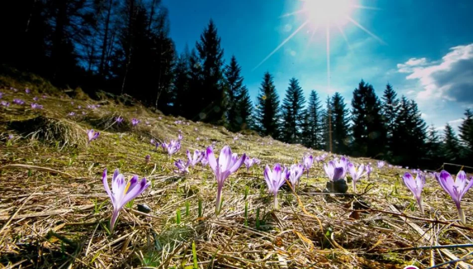 Dziś w nocy przymrozki - ostrzega IMiGW. Jutro pogoda się poprawi - zdjęcie 1