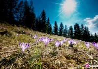 Dziś w nocy przymrozki - ostrzega IMiGW. Jutro pogoda się poprawi - zdjęcie główne