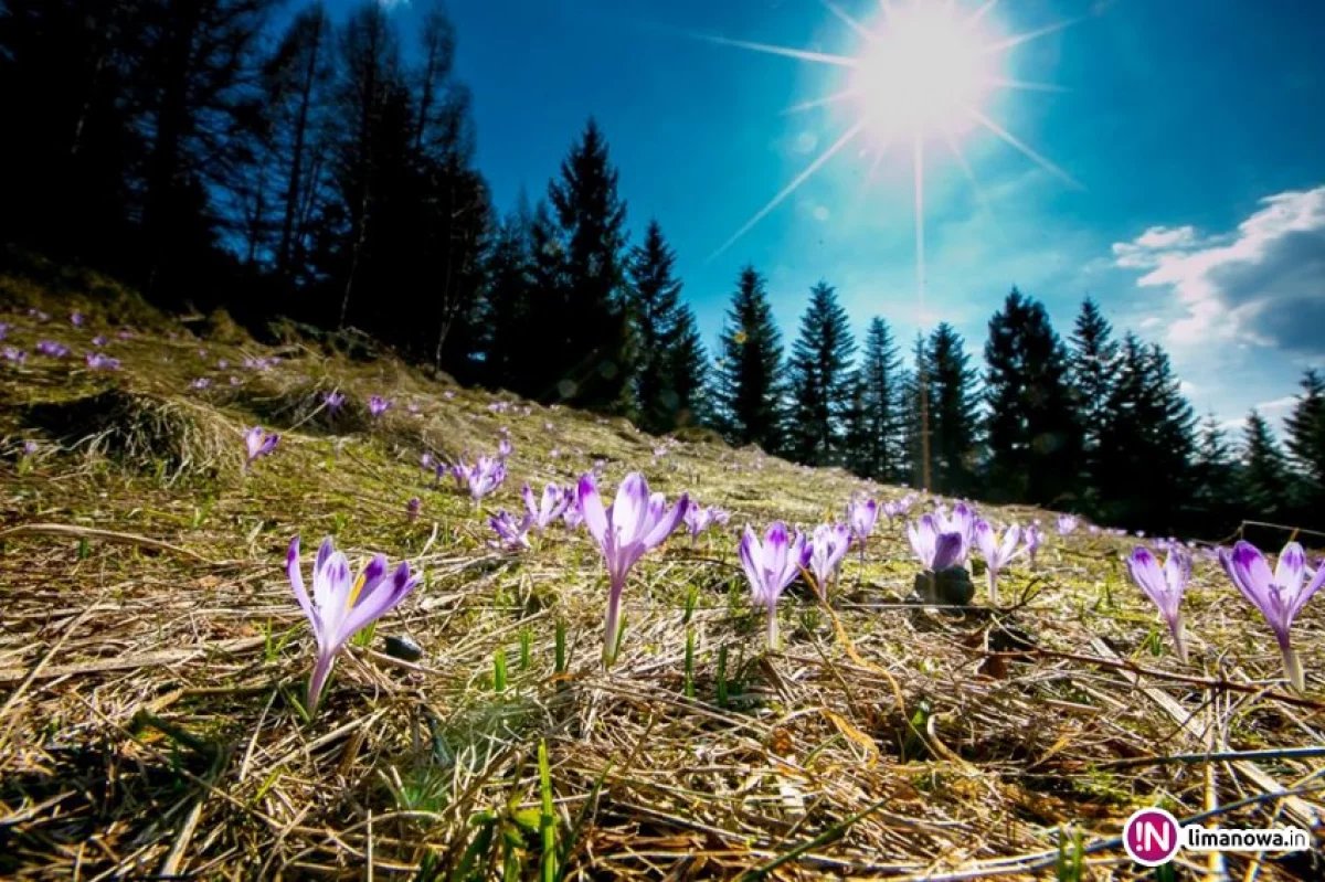 Dziś w nocy przymrozki - ostrzega IMiGW. Jutro pogoda się poprawi