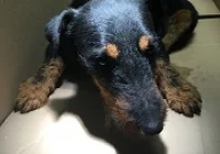 Szukamy właściciela lub opiekuna dla psa  - zdjęcie główne