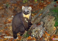 Wściekła kuna w Roztoce Brzeziny - zdjęcie główne