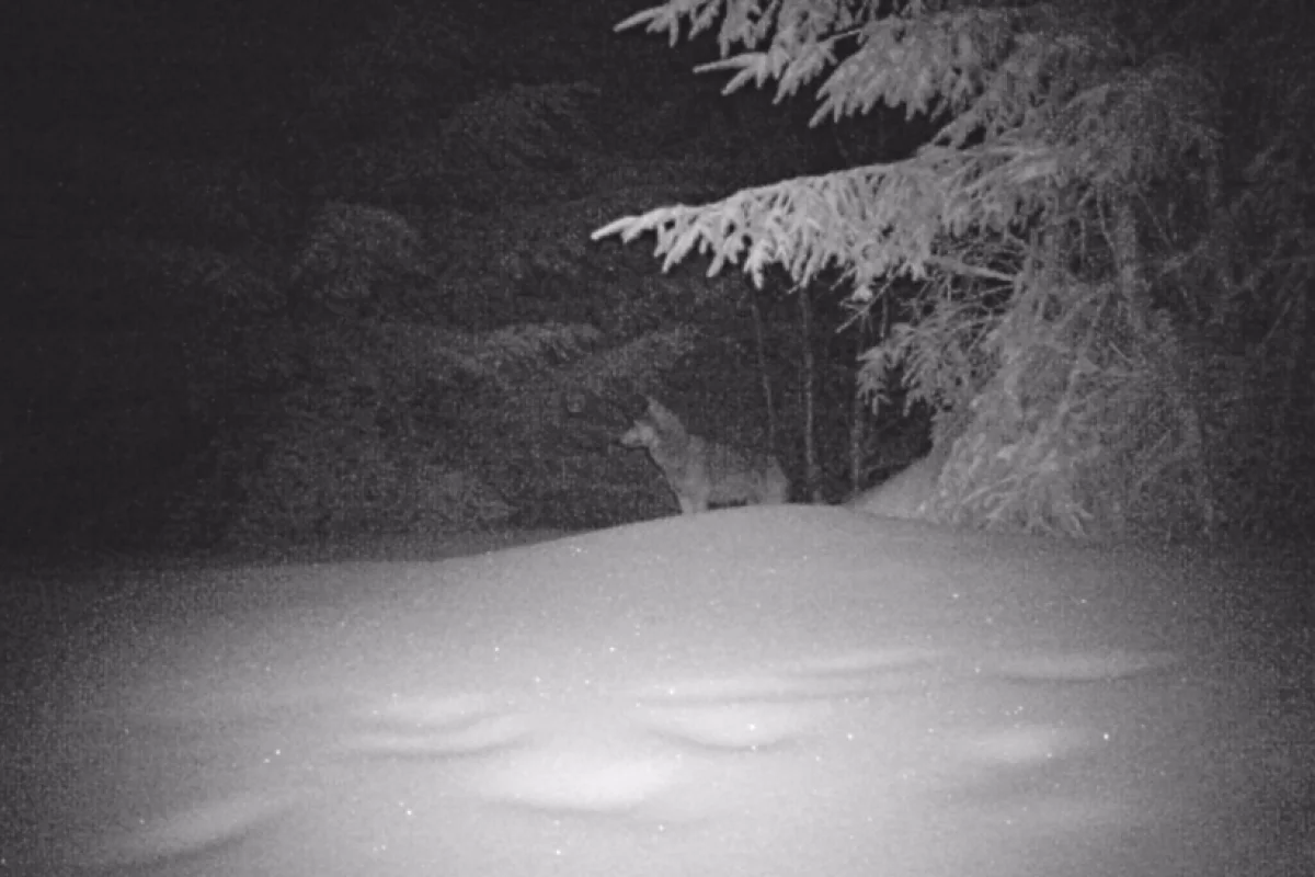 Limanowski wilk w zimowej scenerii