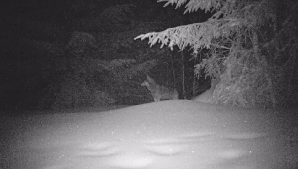 Limanowski wilk w zimowej scenerii - zdjęcie 1