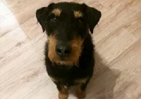 Właściciel szuka psa - zdjęcie główne