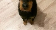 Właściciel szuka psa - zdjęcie 2