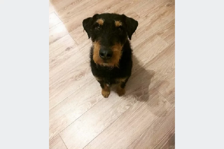 Właściciel szuka psa - zdjęcie 2