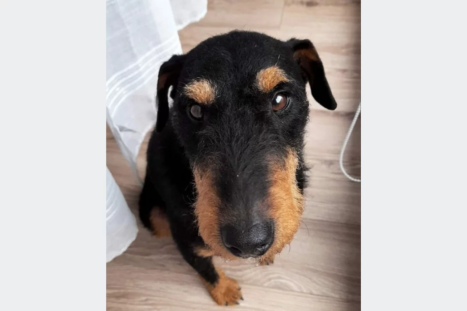 Właściciel szuka psa - zdjęcie 3