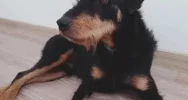 Właściciel szuka psa - zdjęcie 4