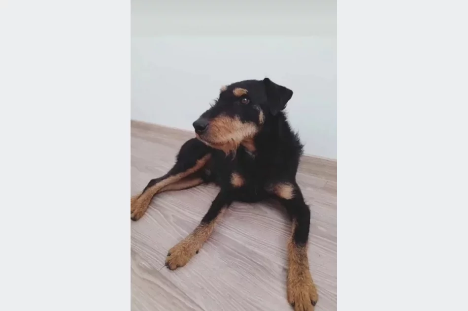 Właściciel szuka psa - zdjęcie 4