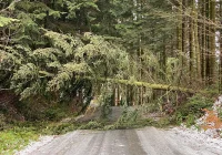 Kilkanaście interwencji straży - powalone drzewa i uszkodzone dachy budynków - zdjęcie główne