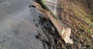 Skutki silnego wiatru - kilka uszkodzonych dachów, kilkanaście powalonych drzew - zdjęcie 4