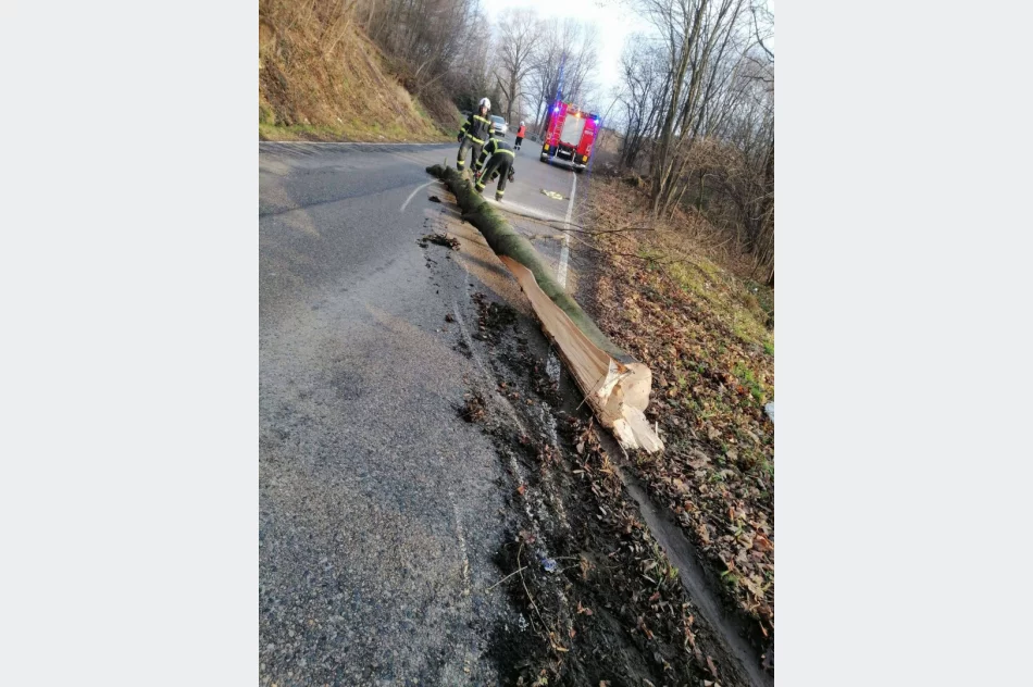 Skutki silnego wiatru - kilka uszkodzonych dachów, kilkanaście powalonych drzew - zdjęcie 4